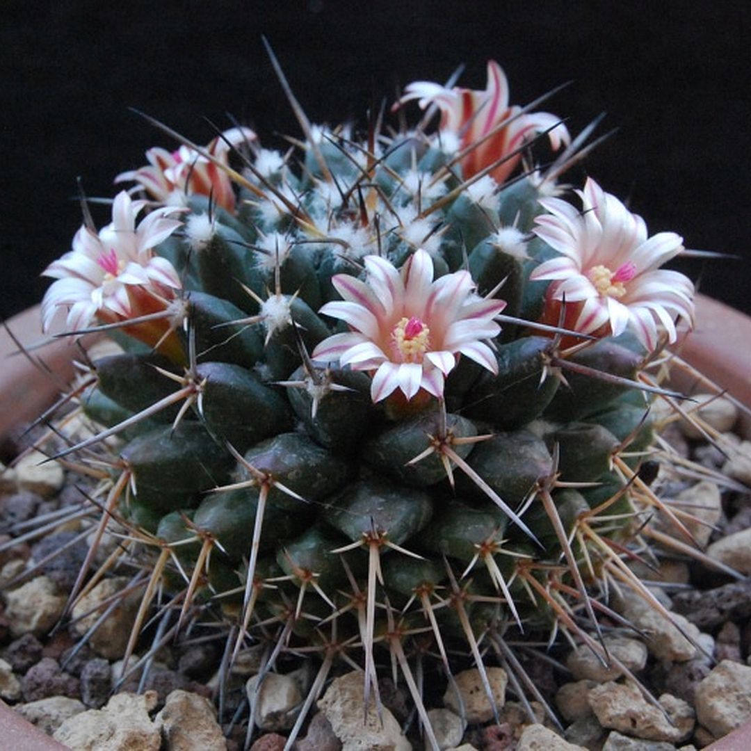 Mammillaria macracantha
