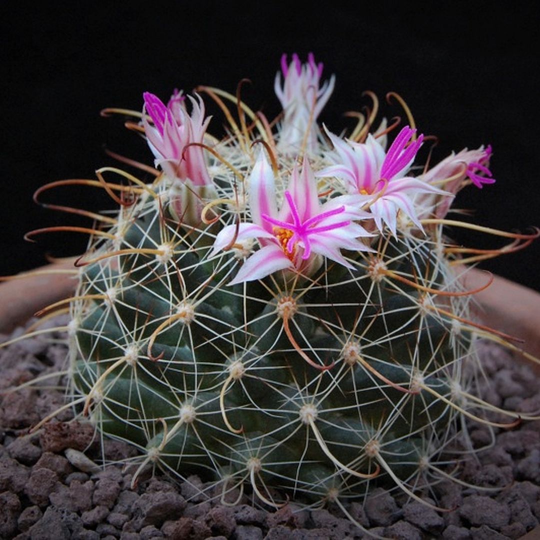Mammillaria mainiae