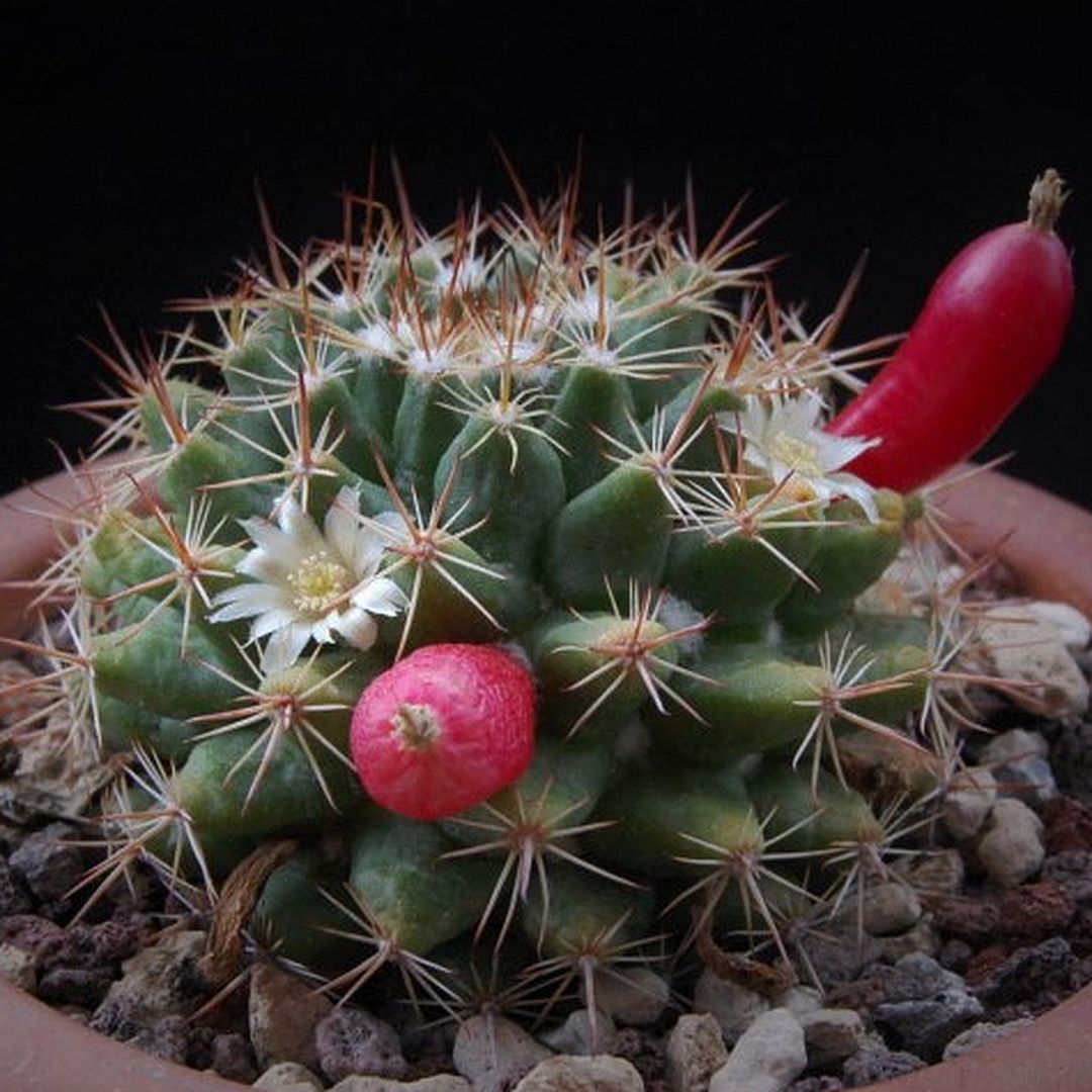 Mammillaria mammillaris