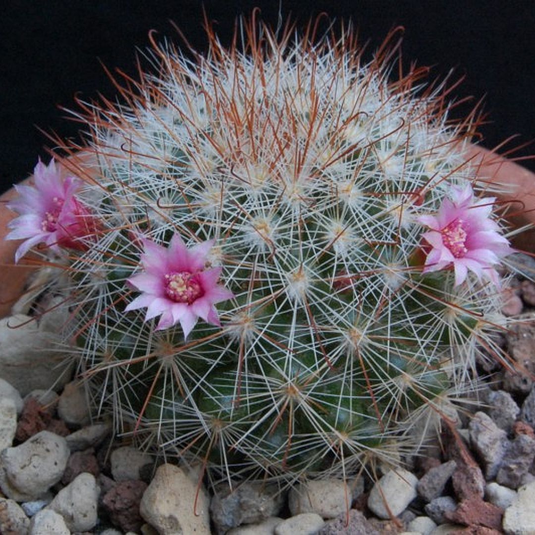 Mammillaria manana