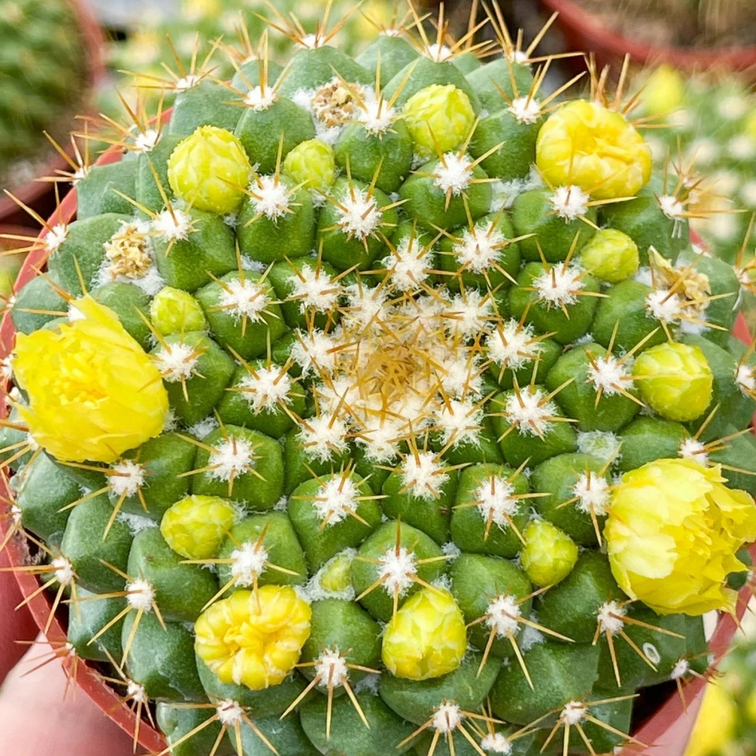 Mammillaria marksiana