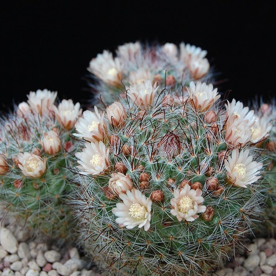 Mammillaria mathildae