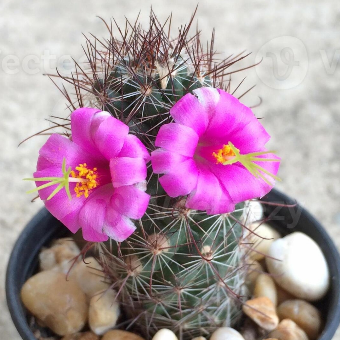 Cochemiea mazatlanensis