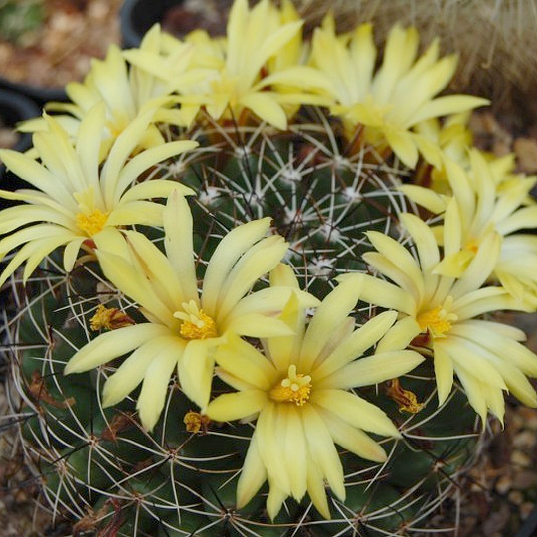 Mammillaria melaleuca