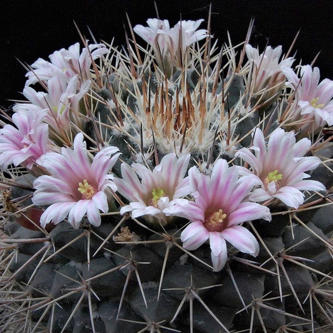 Mammillaria melanocentra