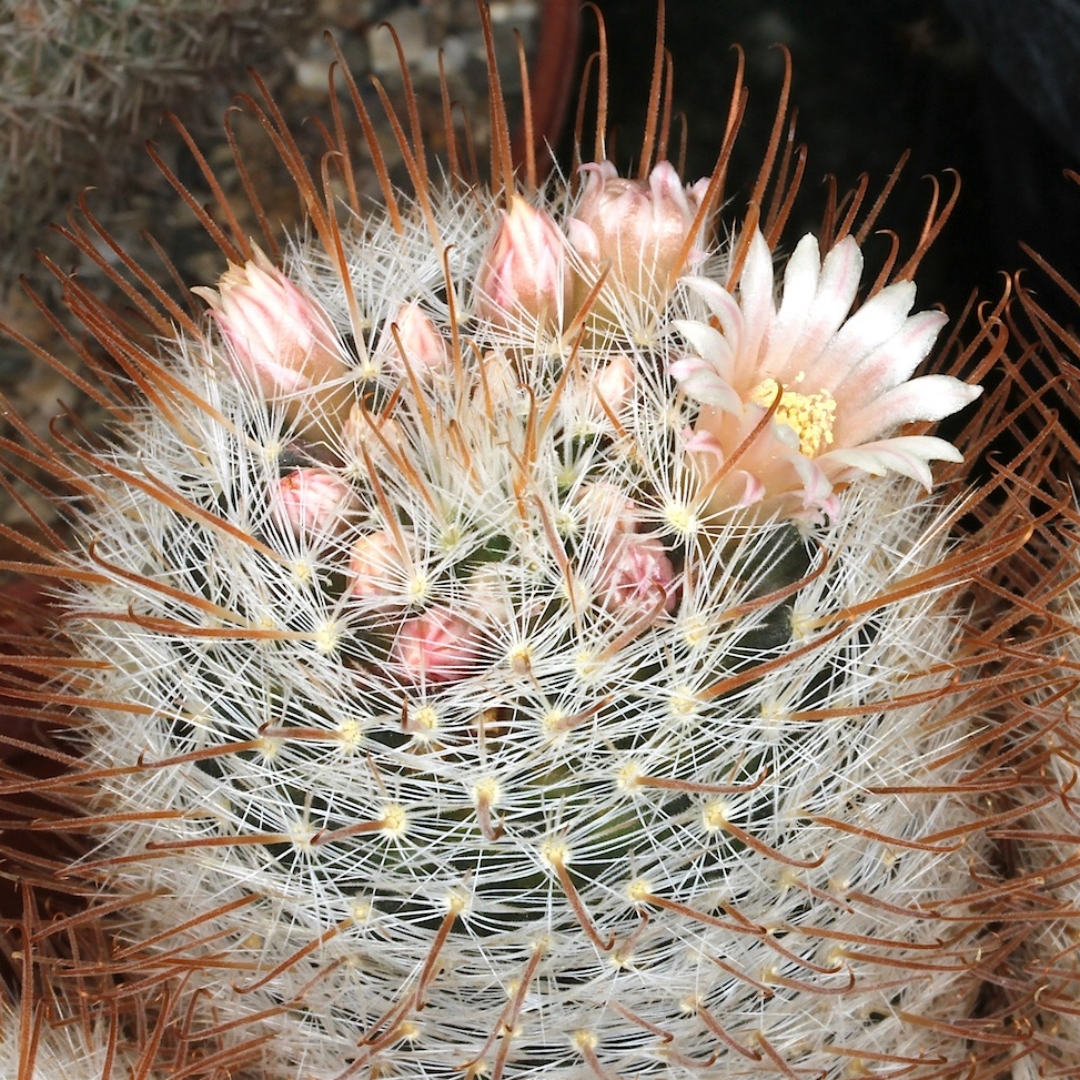 Mammillaria mercadensis