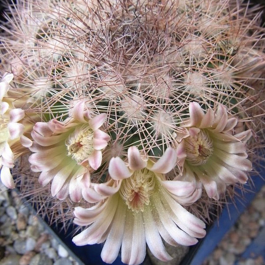 Mammillaria mexicensis