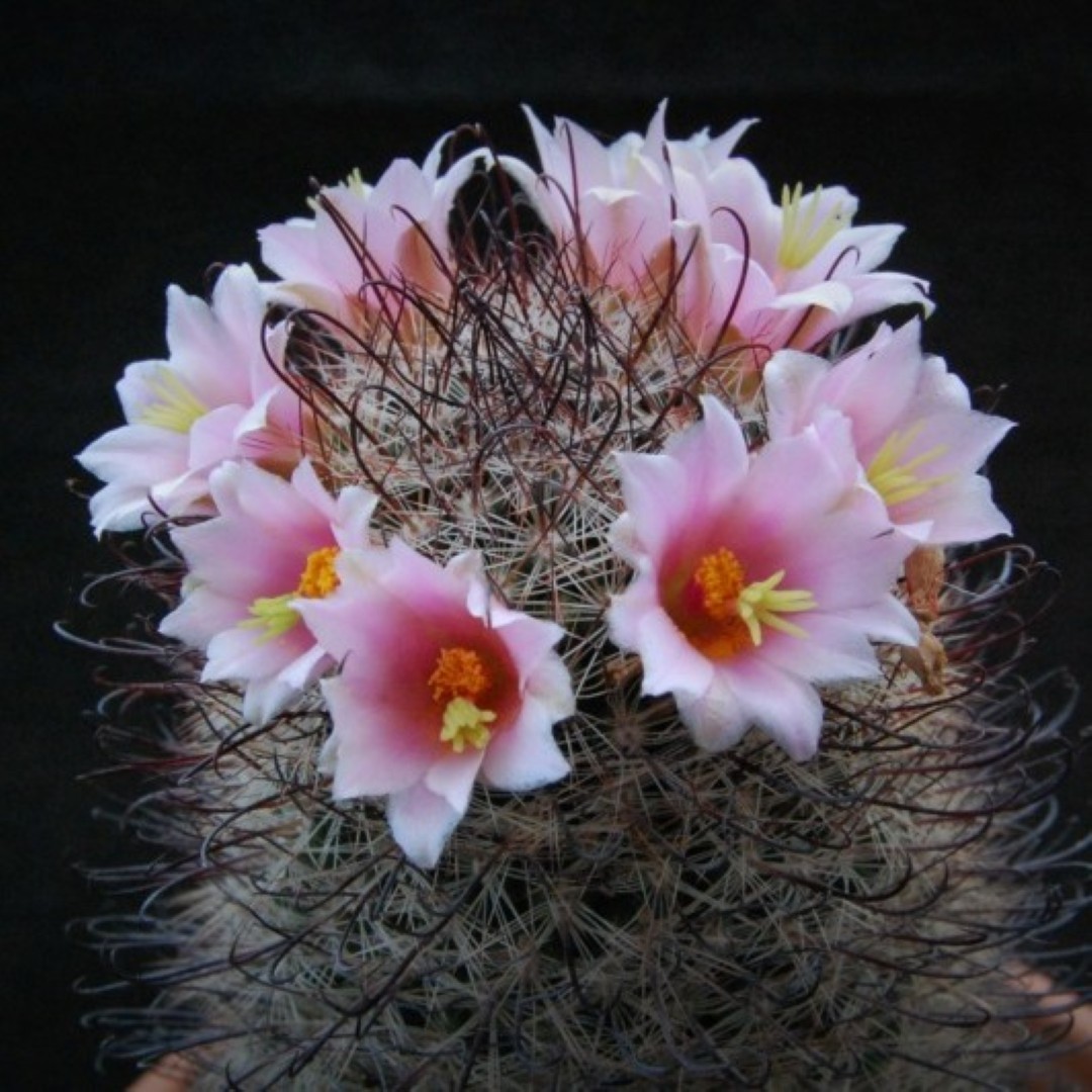 Mammillaria microcarpa