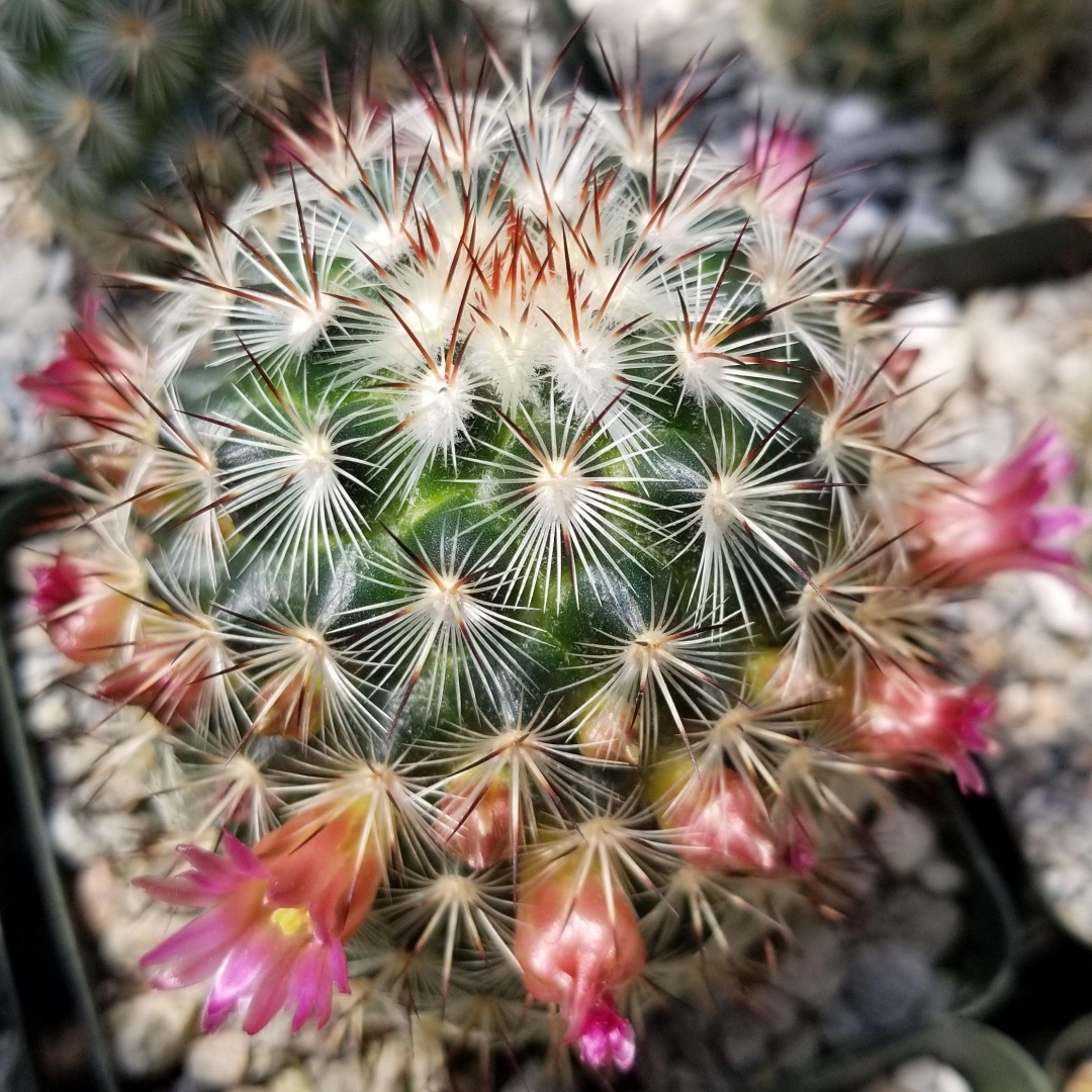 Mammillaria microhelia