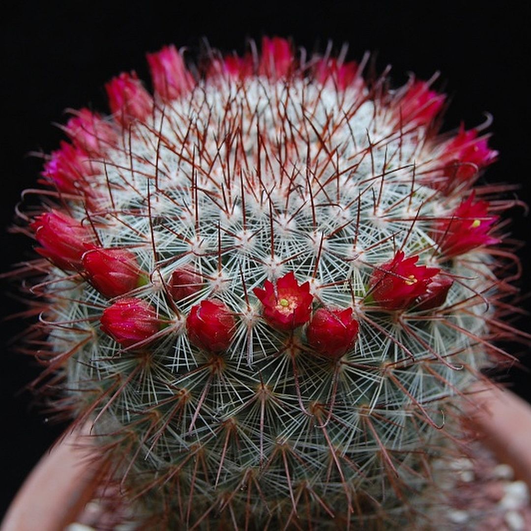 Mammillaria mitlensis