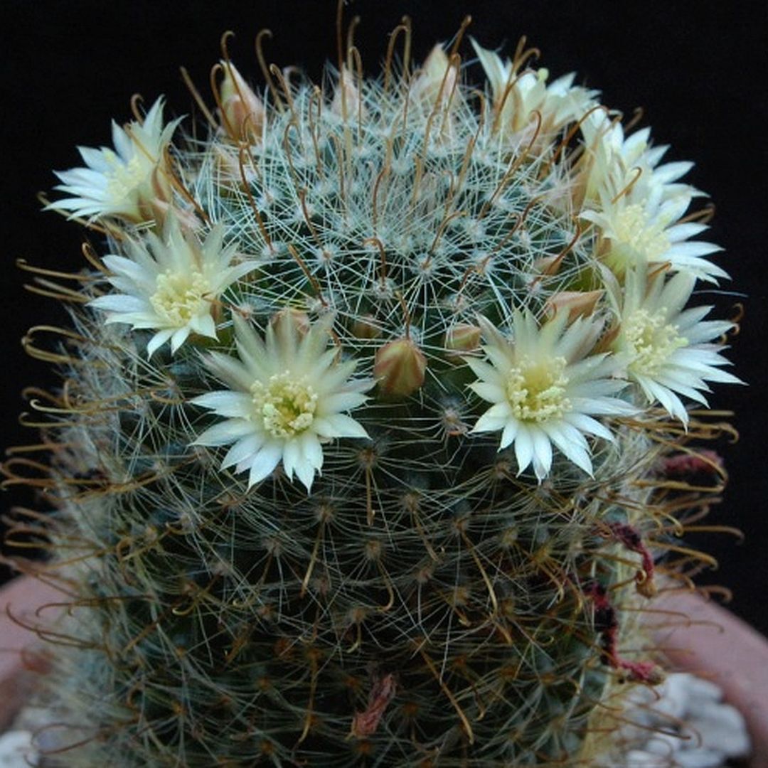 Mammillaria monancistracantha