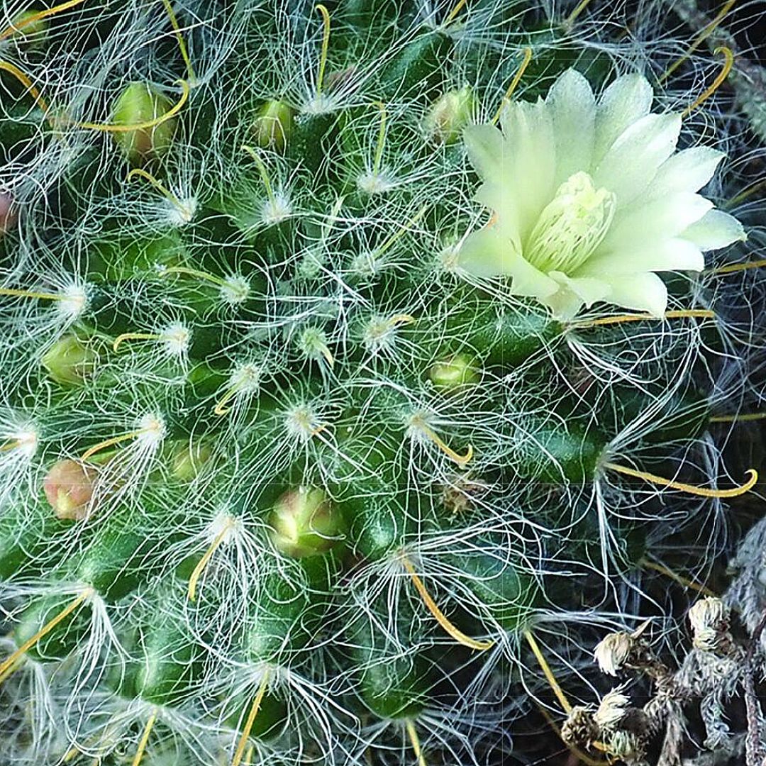 Mammillaria monochrysacantha