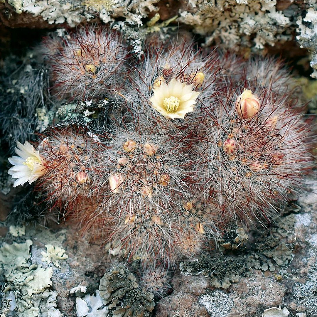 Mammillaria morentiniana