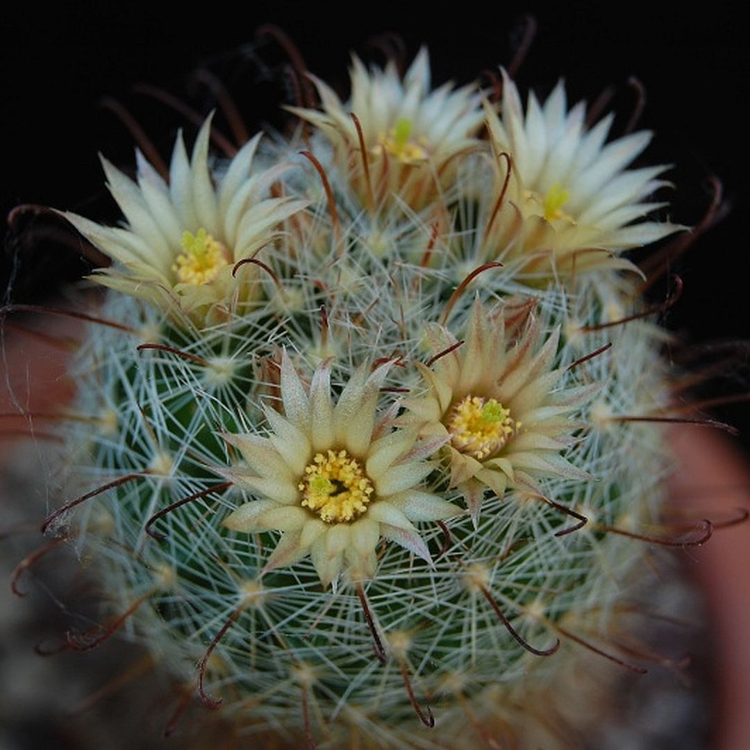 Mammillaria morricalii