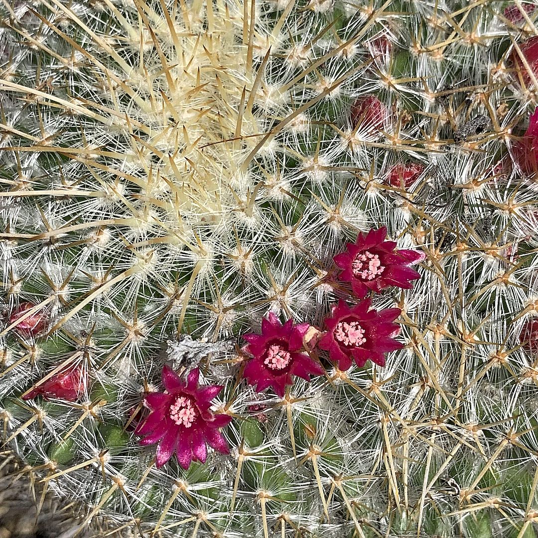 Mammillaria muehlenpfordtii