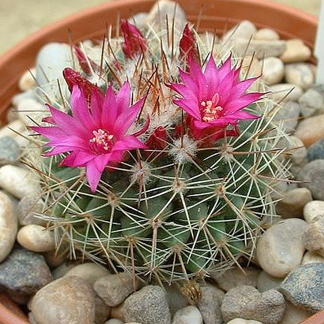 Mammillaria mundtii