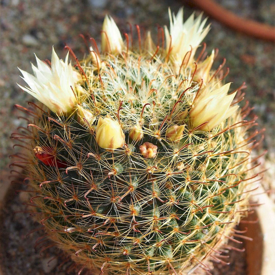 Mammillaria nana
