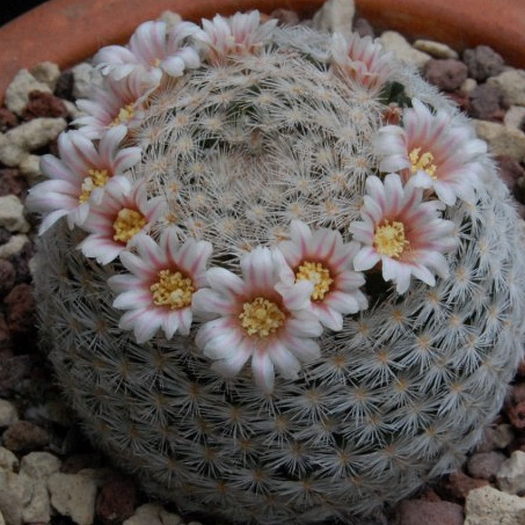 Mammillaria neobertrandiana