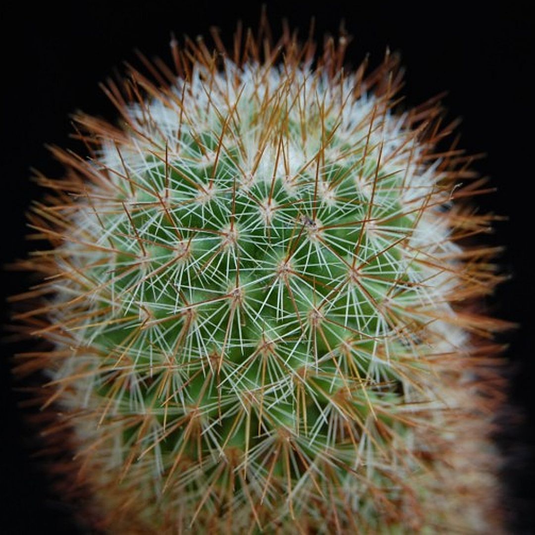 Mammillaria neocoronaria