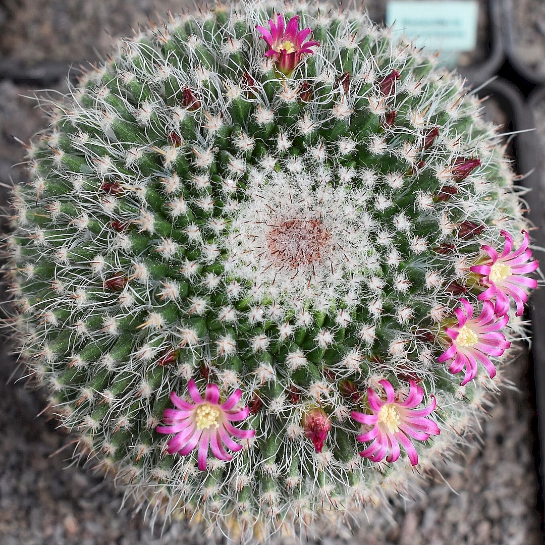Mammillaria neomystax