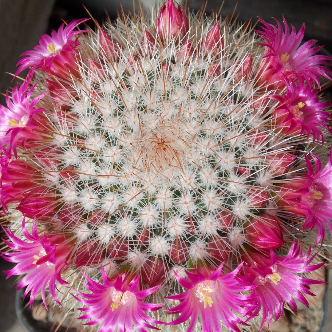Mammillaria nunezii