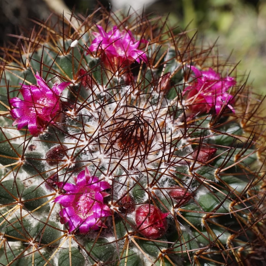 Mammillaria obconella