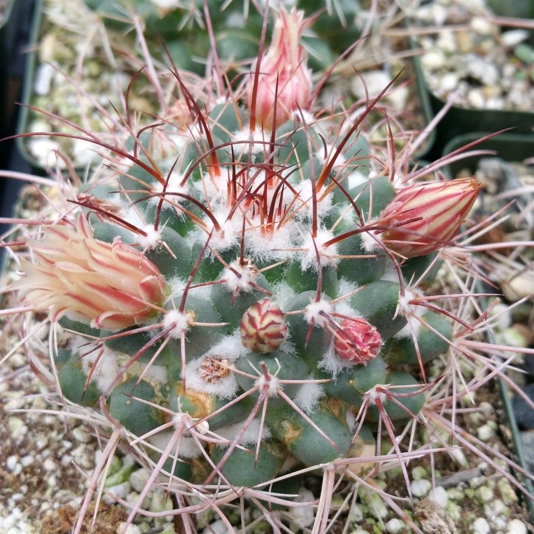 Mammillaria obscura
