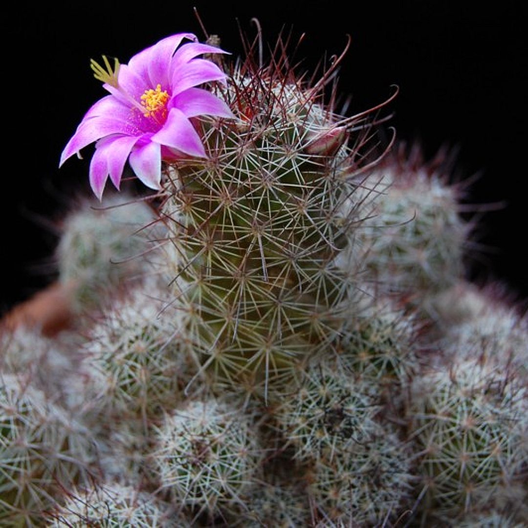 Mammillaria occidentalis