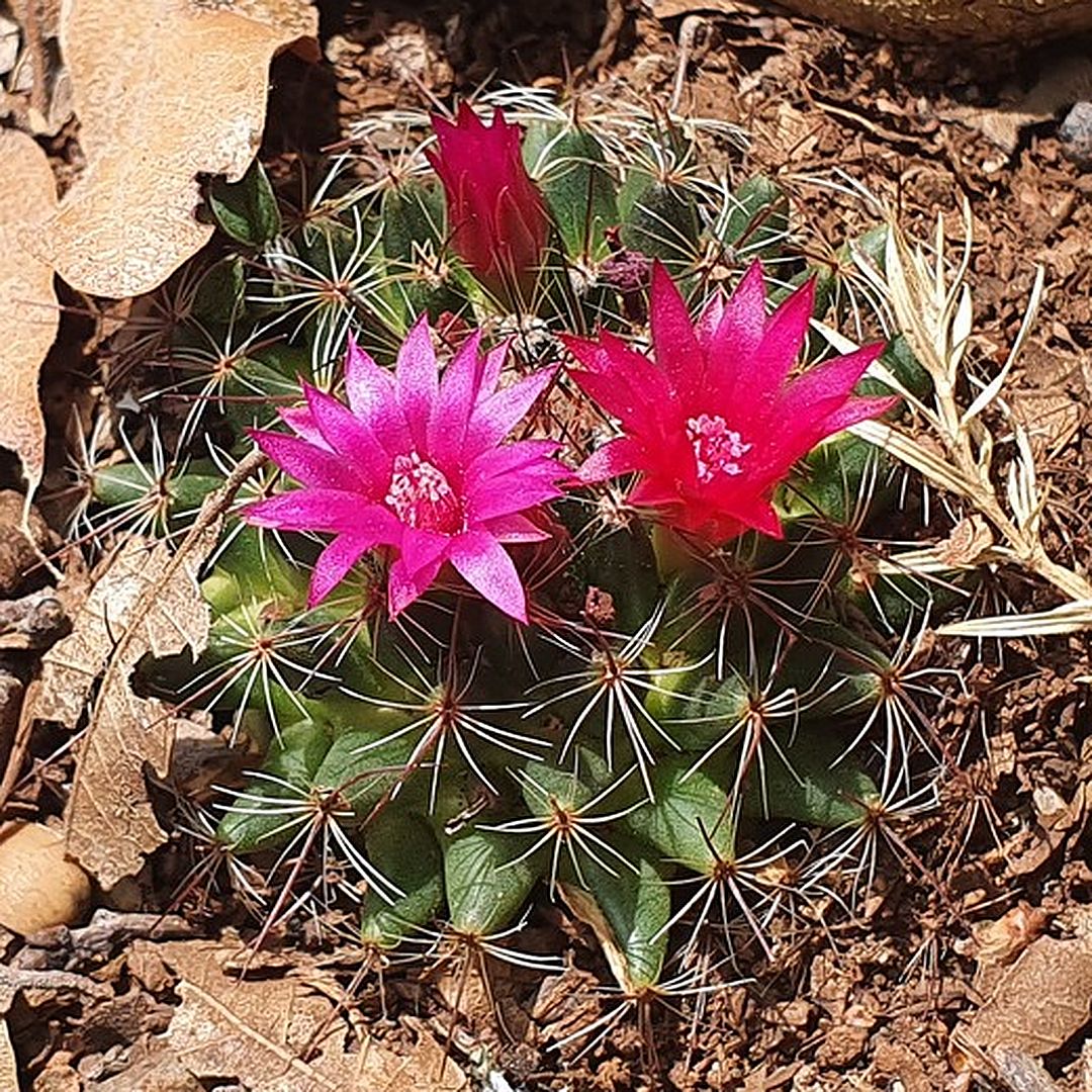 Mammillaria occulta