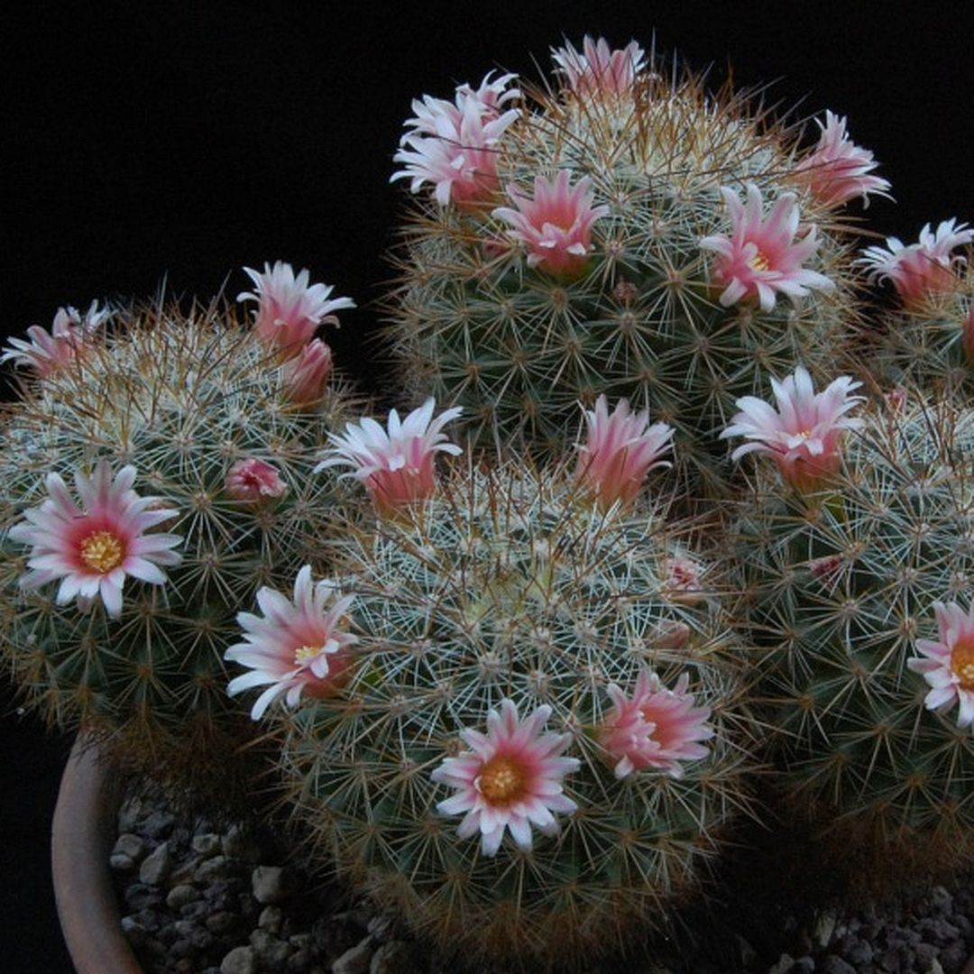 Mammillaria ochoterenae
