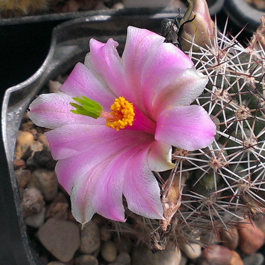 Mammillaria oliviae