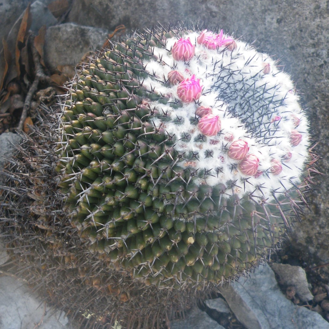 Mammillaria orcuttii