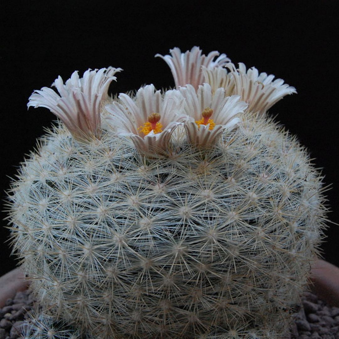 Mammillaria ortizrubiana