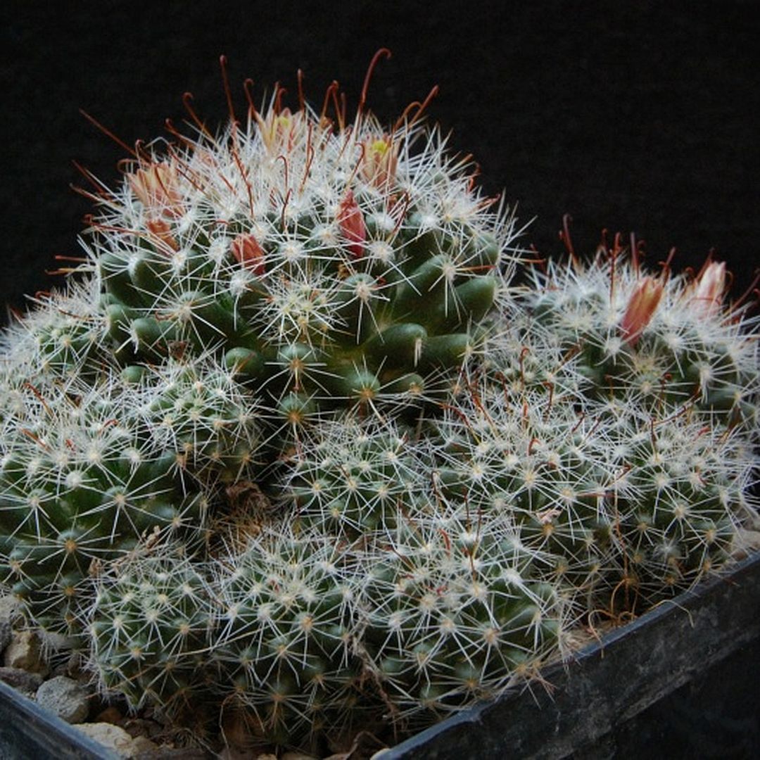 Mammillaria oteroi