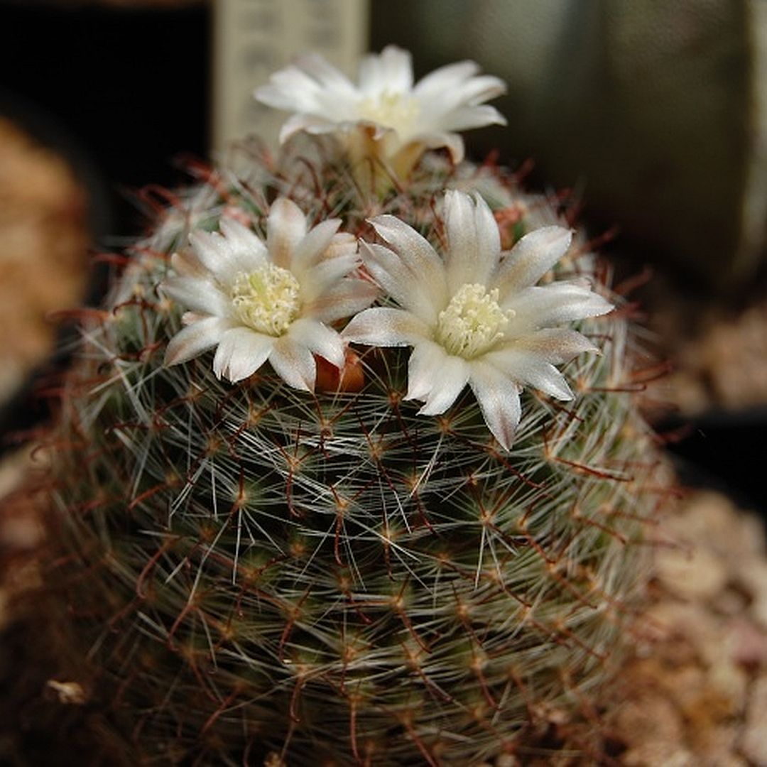 Mammillaria painteri