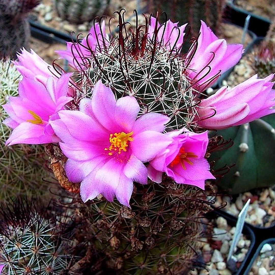 Mammillaria patonii