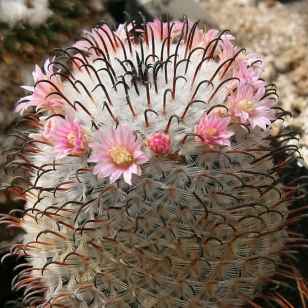 Mammillaria perezdelarosae