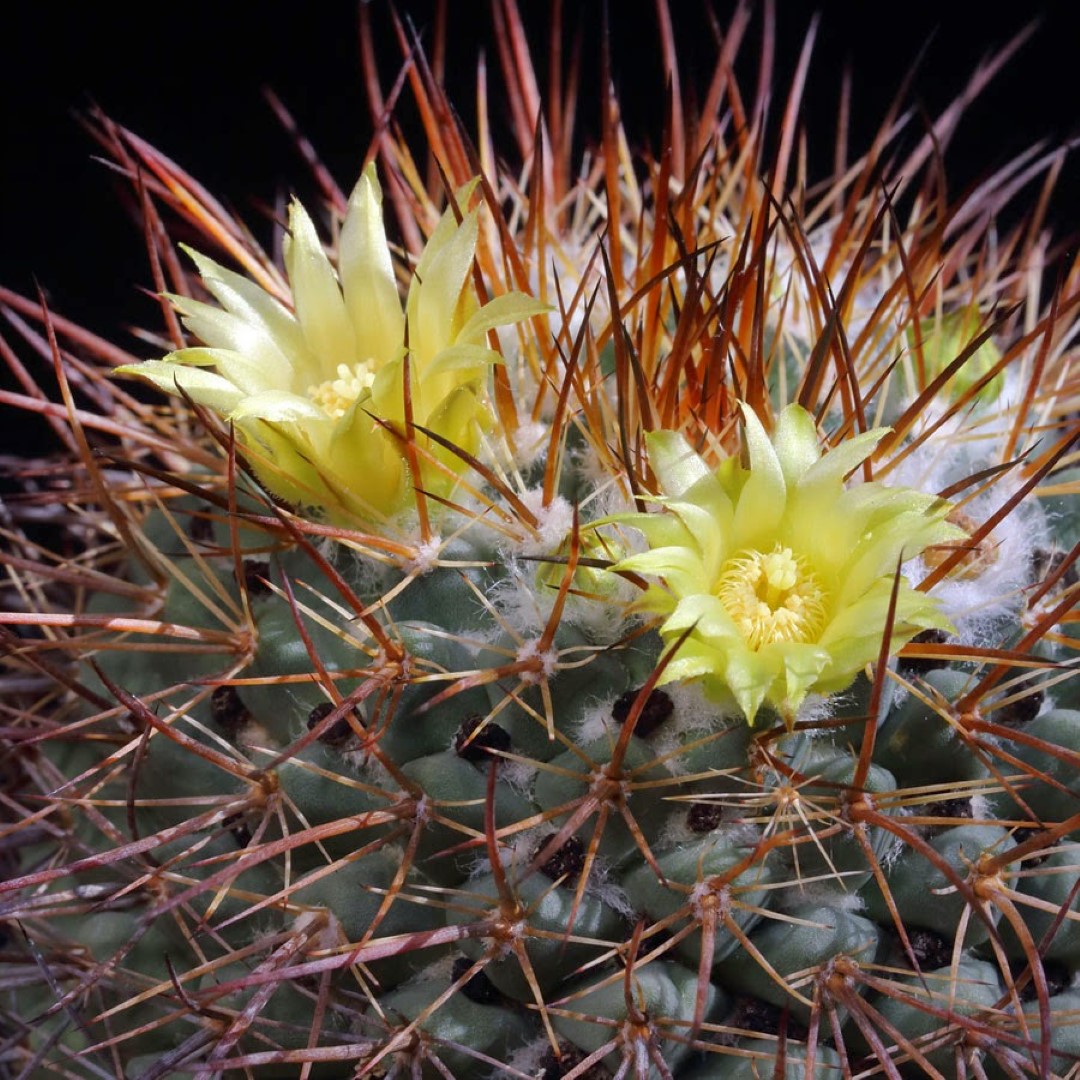 Mammillaria petrophila