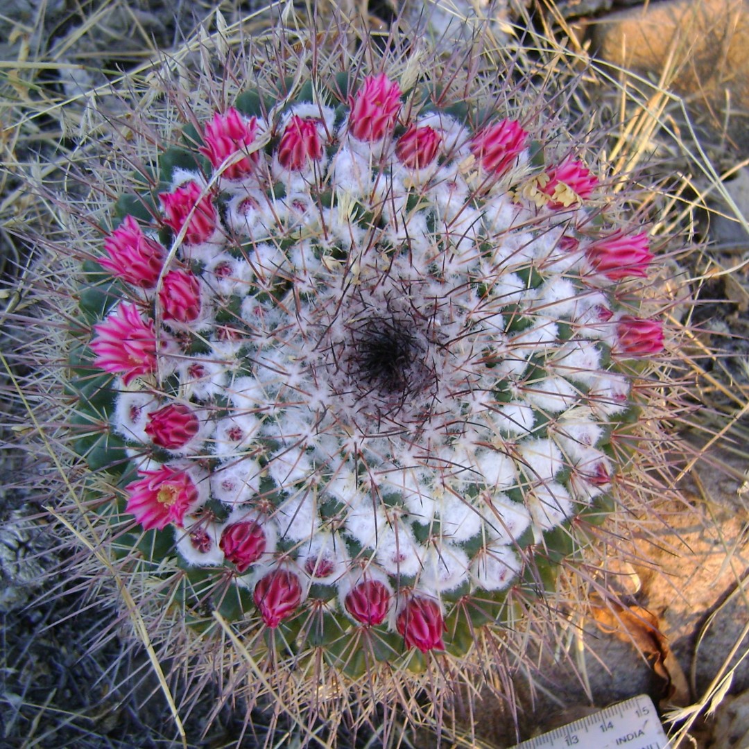 Mammillaria petterssonii