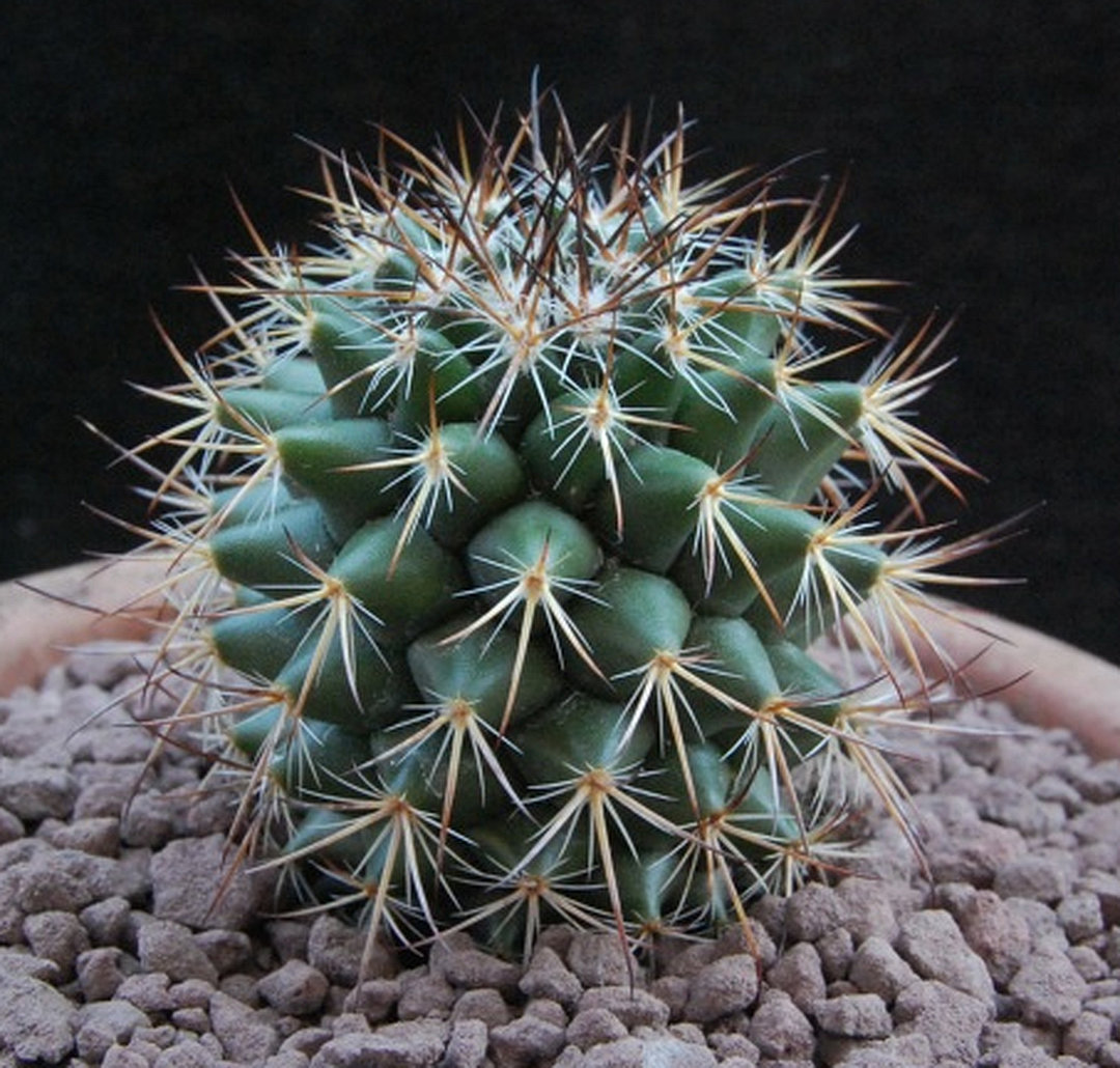 Mammillaria phaeacantha