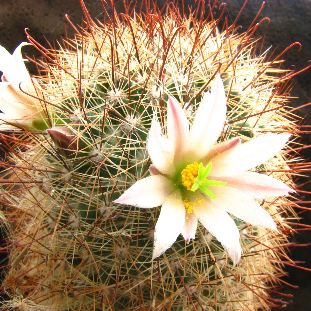 Mammillaria phitauiana