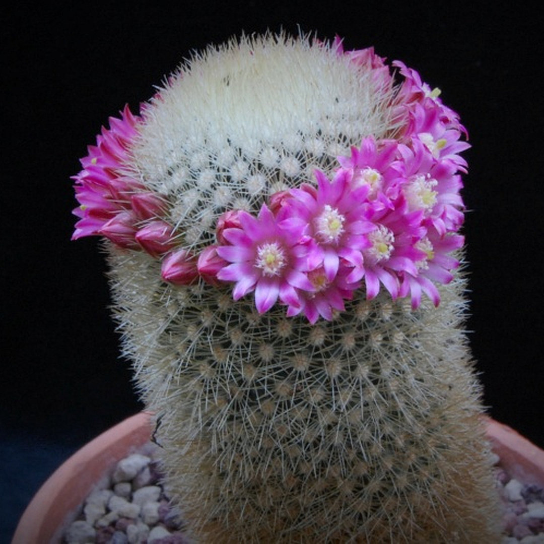 Mammillaria pilcayensis