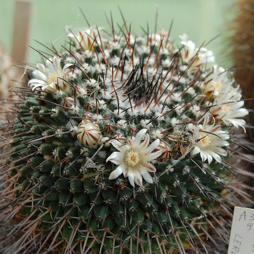 Mammillaria pilensis