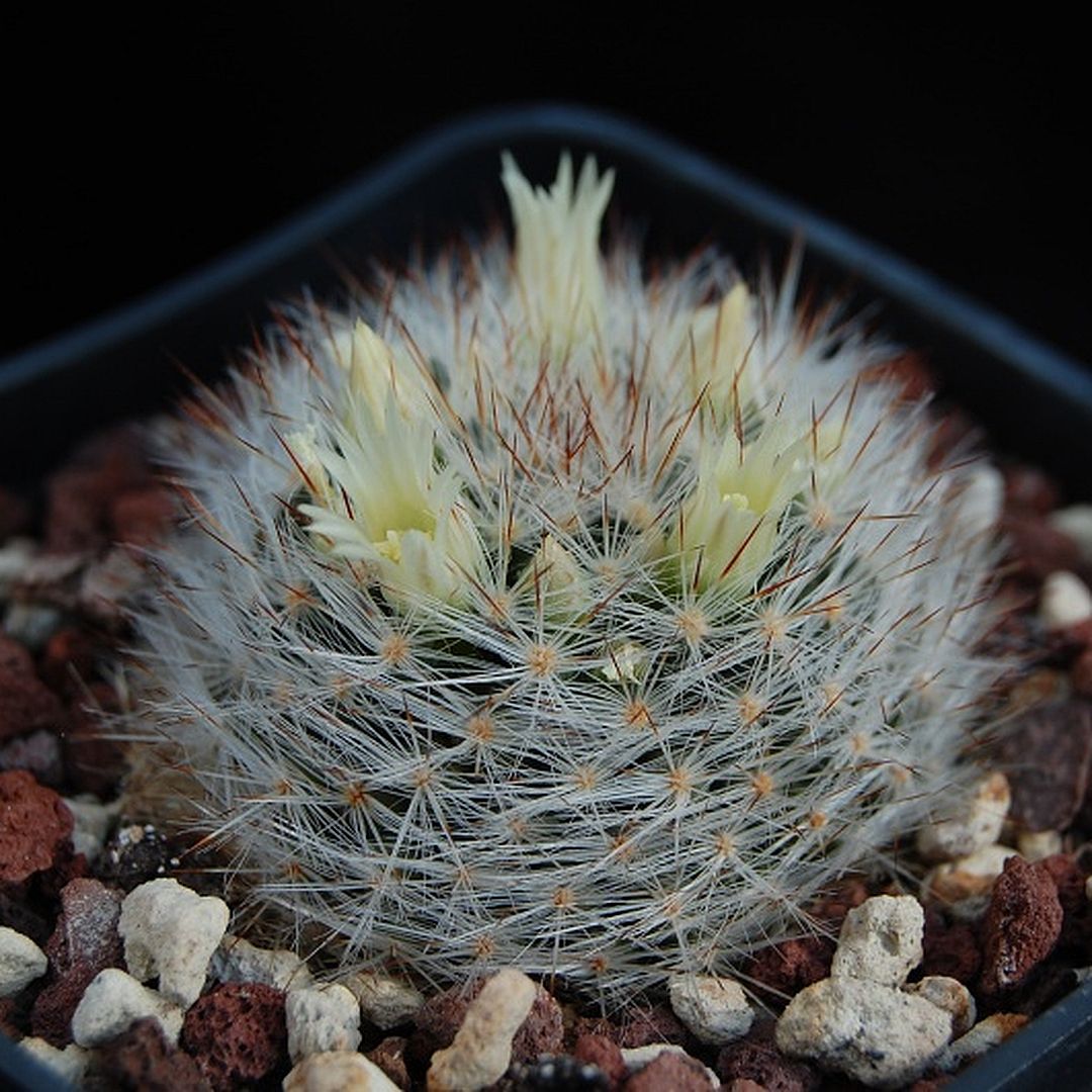 Mammillaria pilispina