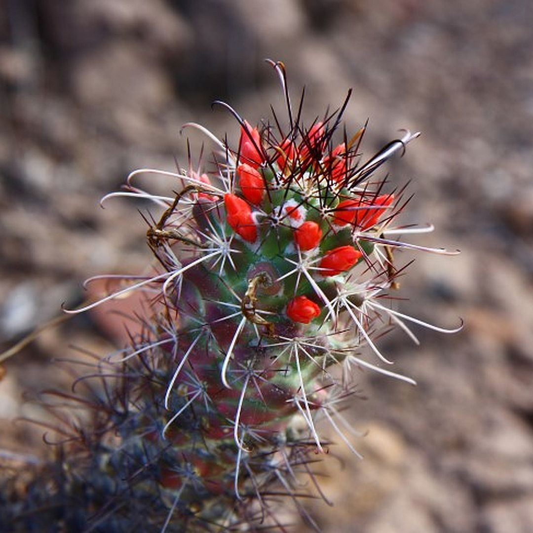 Mammillaria poselgeri