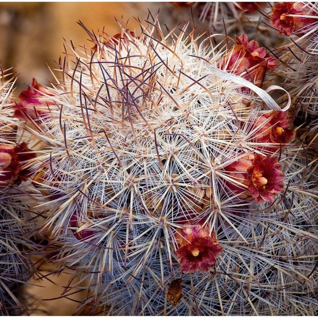 Mammillaria pottsii