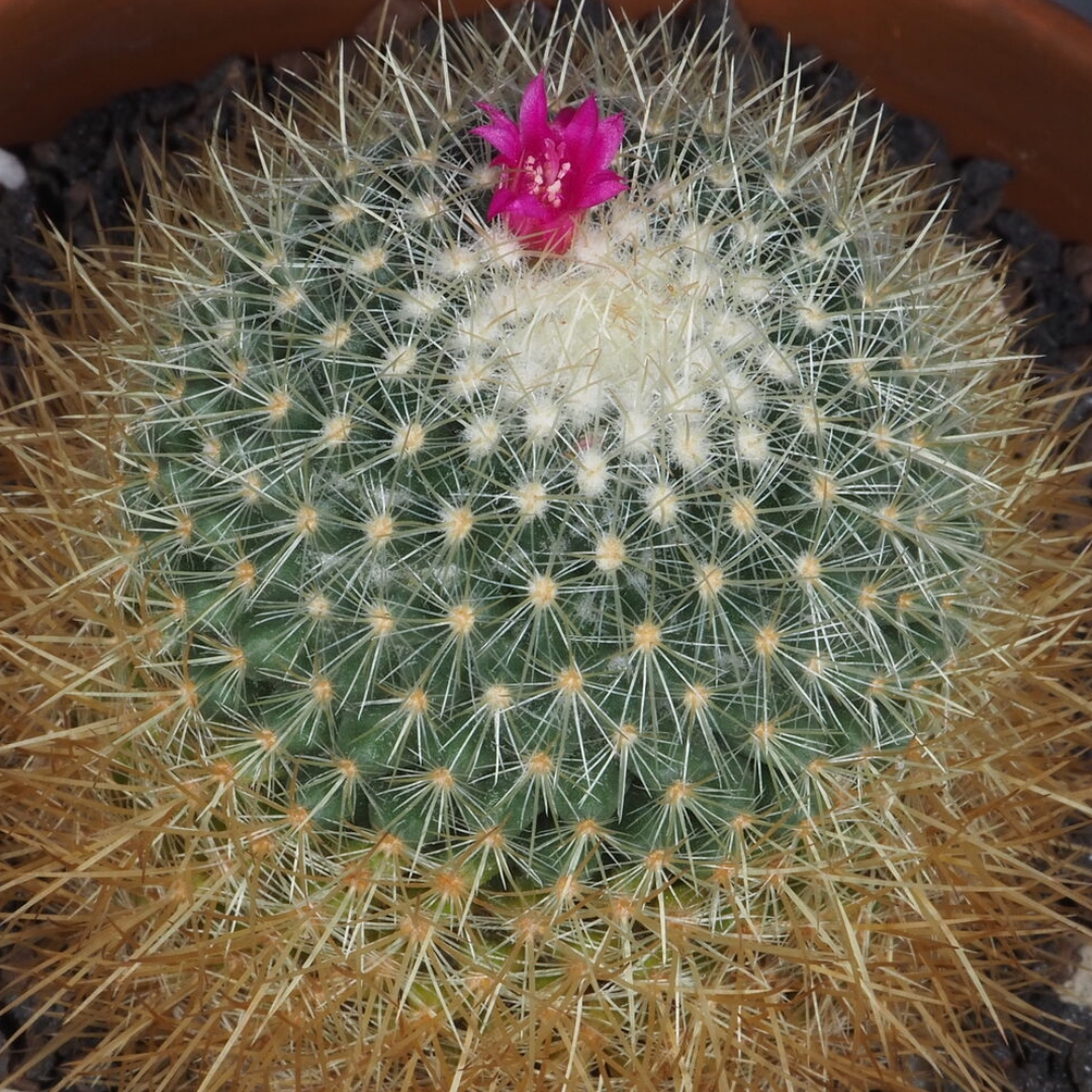 Mammillaria pringlei