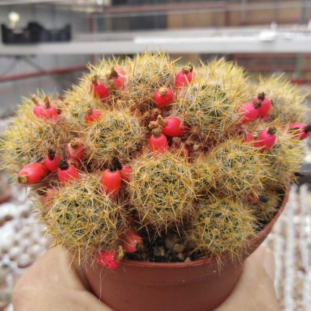 Mammillaria prolifera