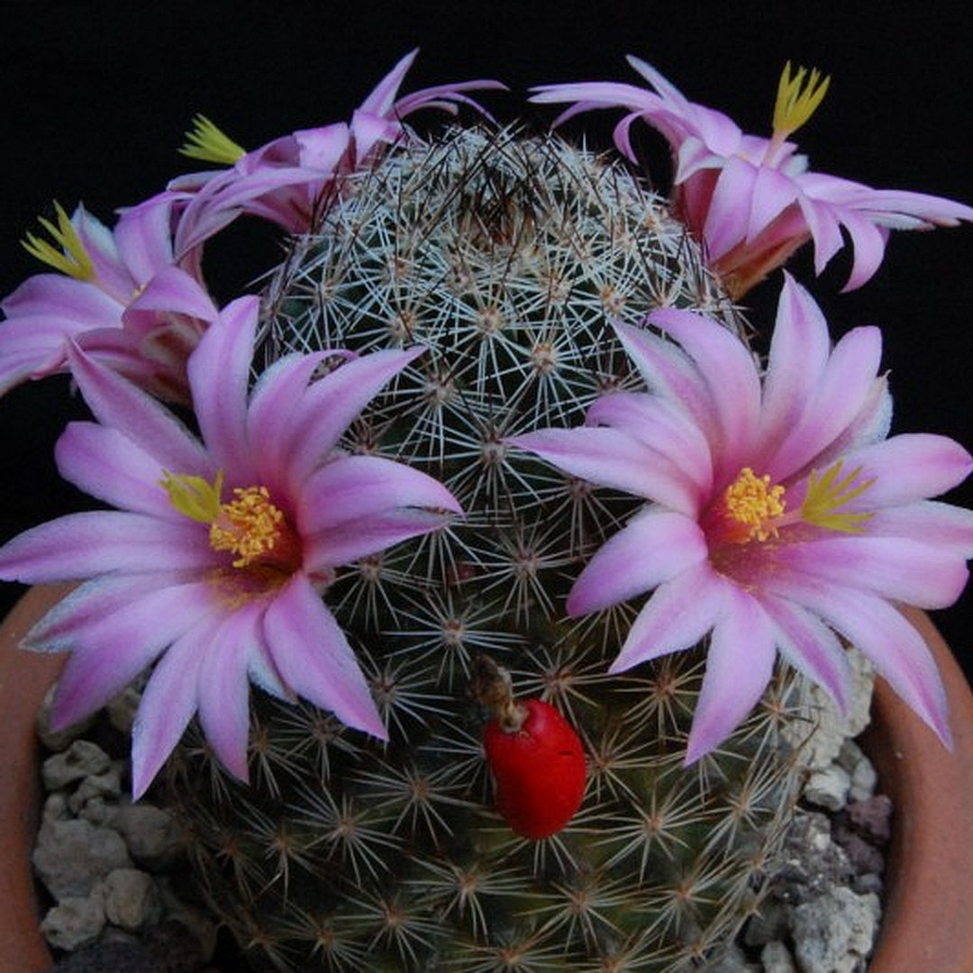 Mammillaria pseudoalamensis