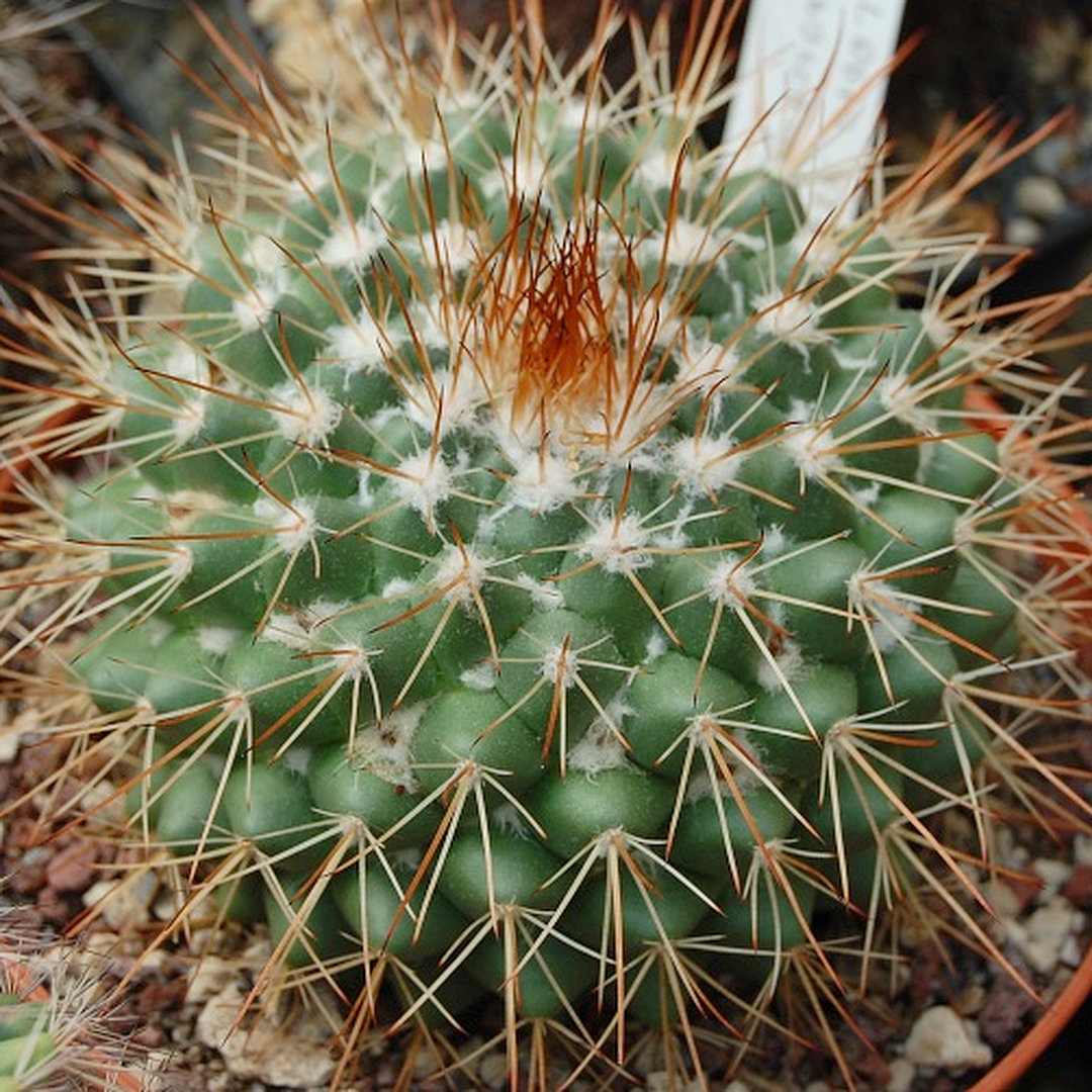 Mammillaria pseudoscrippsiana
